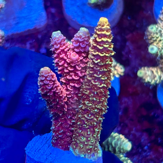 X3-H06-M10 || KFC Solomon Island Millepora SPS Frag WYSIWYG