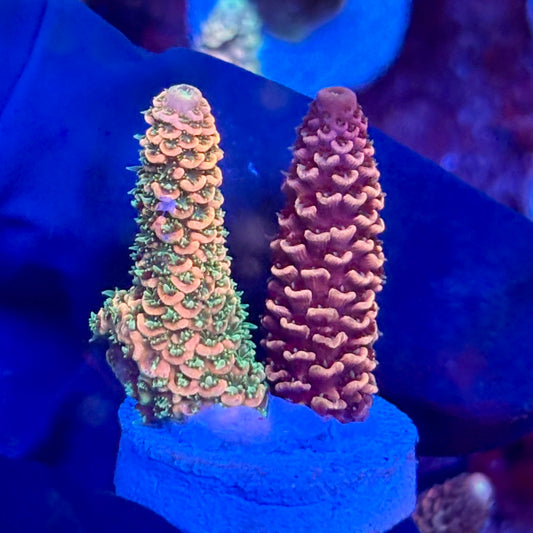 X3-H07-M10 || KFC Solomon Island Millepora SPS Frag WYSIWYG
