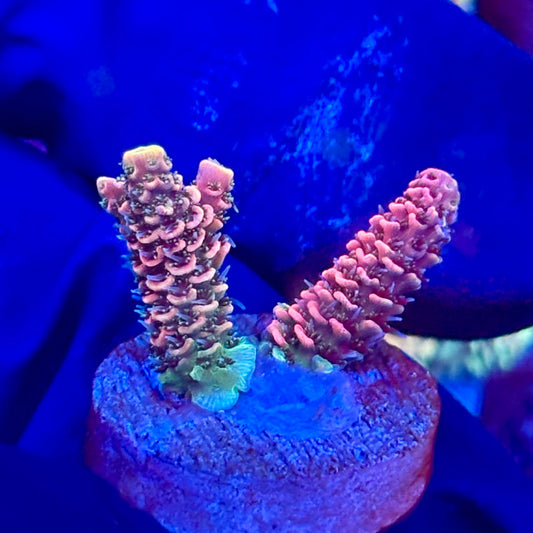 X3-I01-M10 || KFC Solomon Island Millepora SPS Frag WYSIWYG