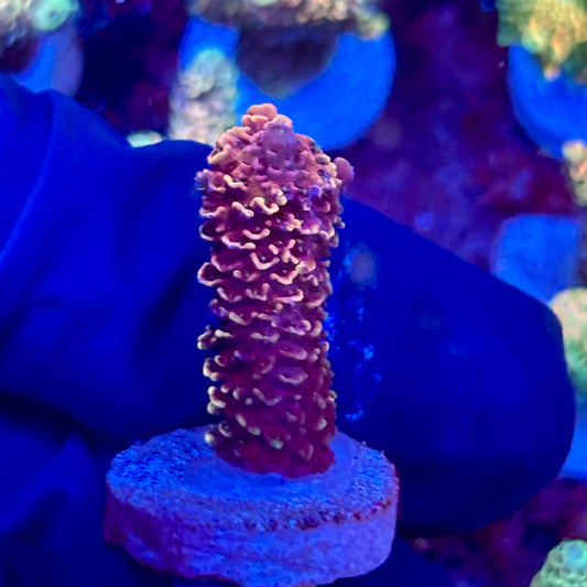 X3-I02-M10 || KFC Solomon Island Millepora SPS Frag WYSIWYG