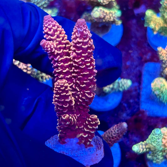 X3-I03-M10 || KFC Solomon Island Millepora SPS Frag WYSIWYG