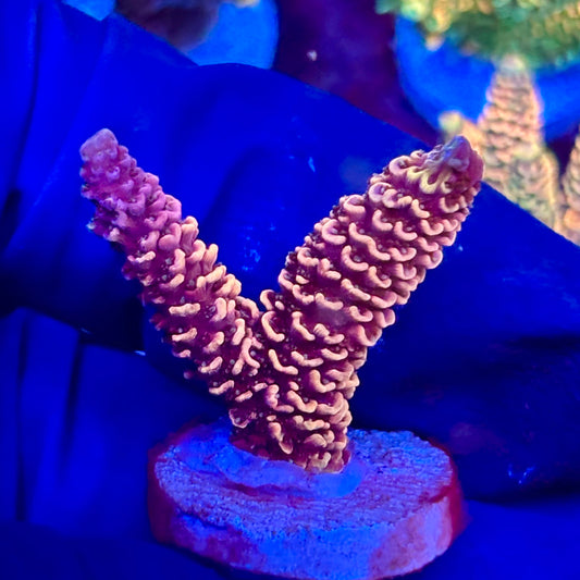 X3-I04-M10 || KFC Solomon Island Millepora SPS Frag WYSIWYG