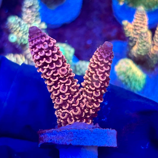 X3-I05-M10 || KFC Solomon Island Millepora SPS Frag WYSIWYG