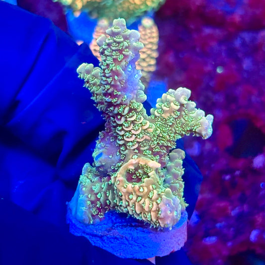 X3-I06-M10 || KFC Solomon Island Millepora SPS Frag WYSIWYG