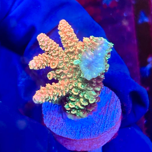 X3-I07-M10 || KFC Solomon Island Millepora SPS Frag WYSIWYG