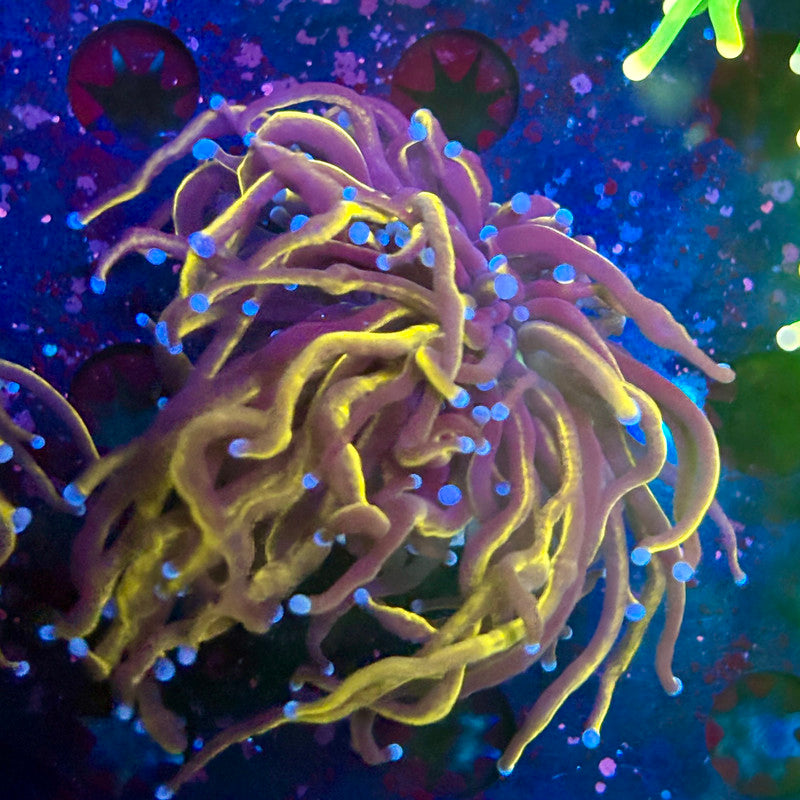 B3-10-M10 || Single Head NY Knicks Torch WYSIWYG