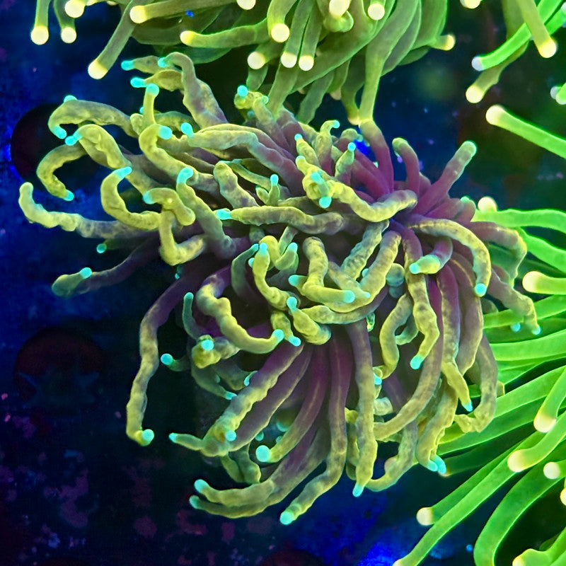 B3-11-M10 || Single Head Special Dragon Fire Torch WYSIWYG