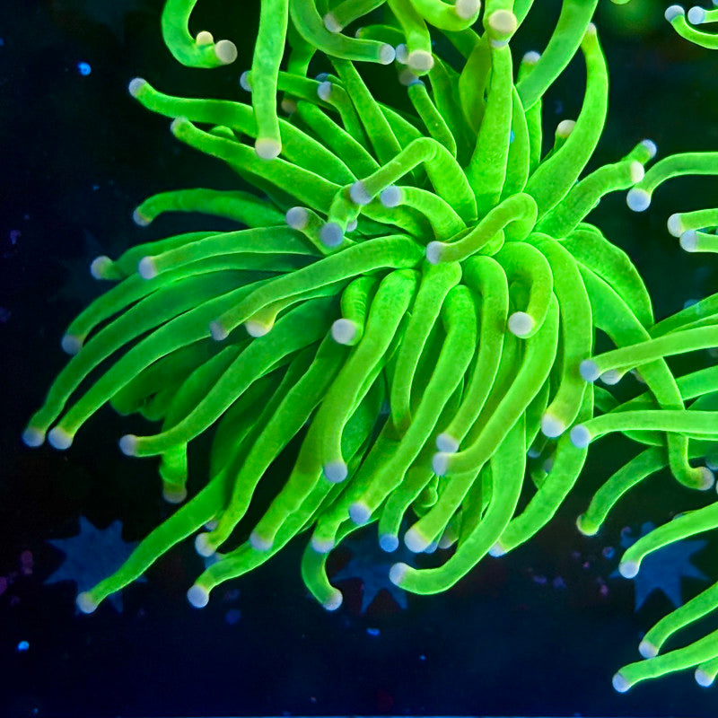 B3-13-M10 || Single Head Malaysian Cotton Candy Torch WYSIWYG