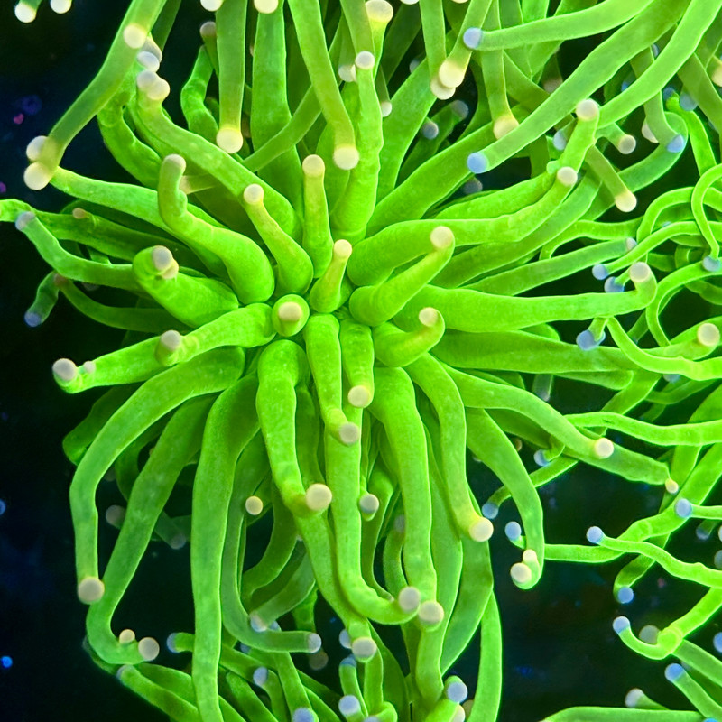 B3-14-M10 || Single Head Malaysian Cotton Candy Torch WYSIWYG