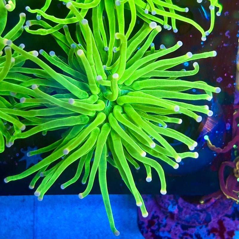 B3-17-M10 || Single Head Malaysian Cotton Candy Torch WYSIWYG