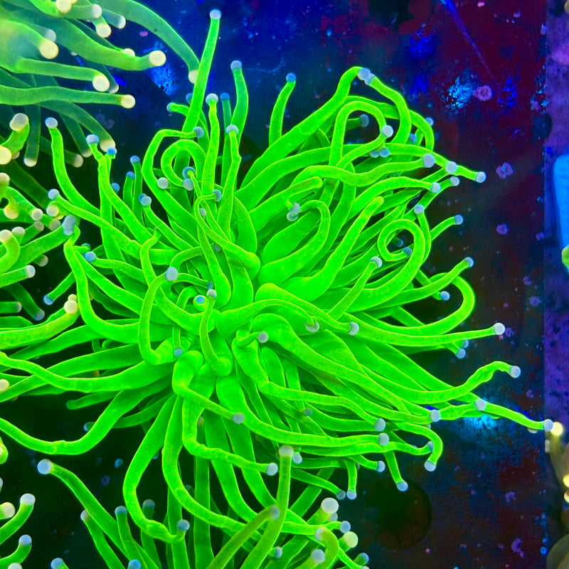 B3-18-M10 || Single Head Malaysian Cotton Candy Torch WYSIWYG