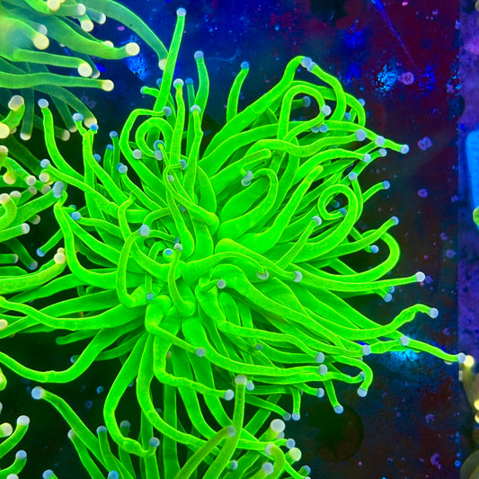 B3-18-M10 || Single Head Malaysian Cotton Candy Torch WYSIWYG