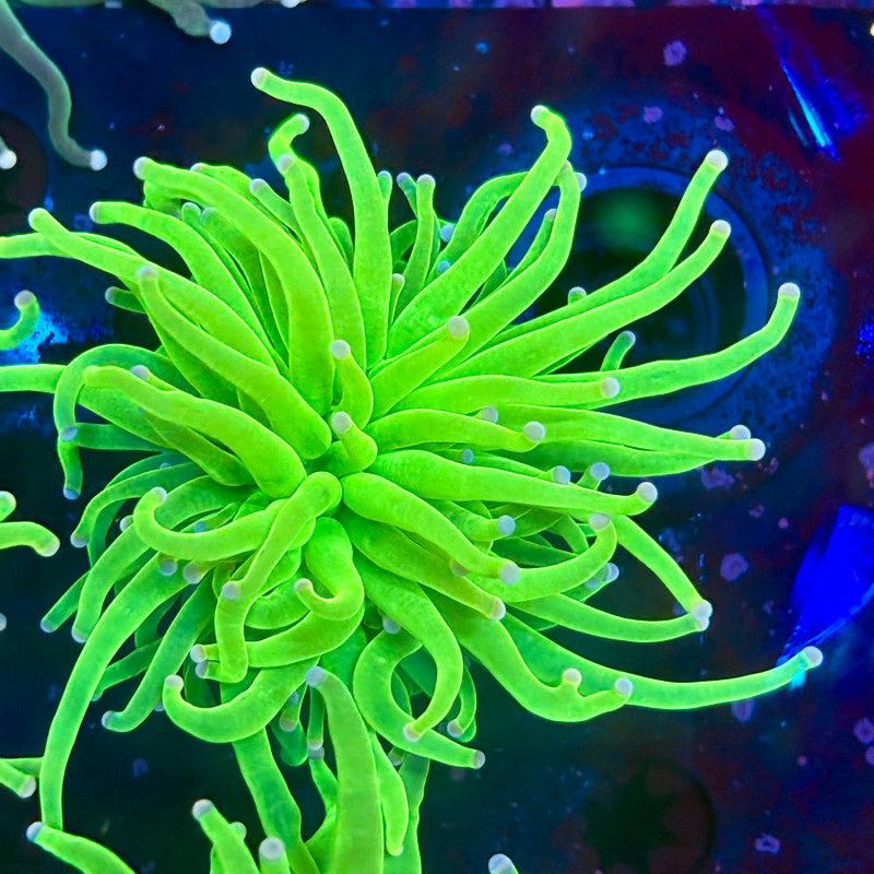 B3-20-M10 || Single Head Malaysian Cotton Candy Torch WYSIWYG