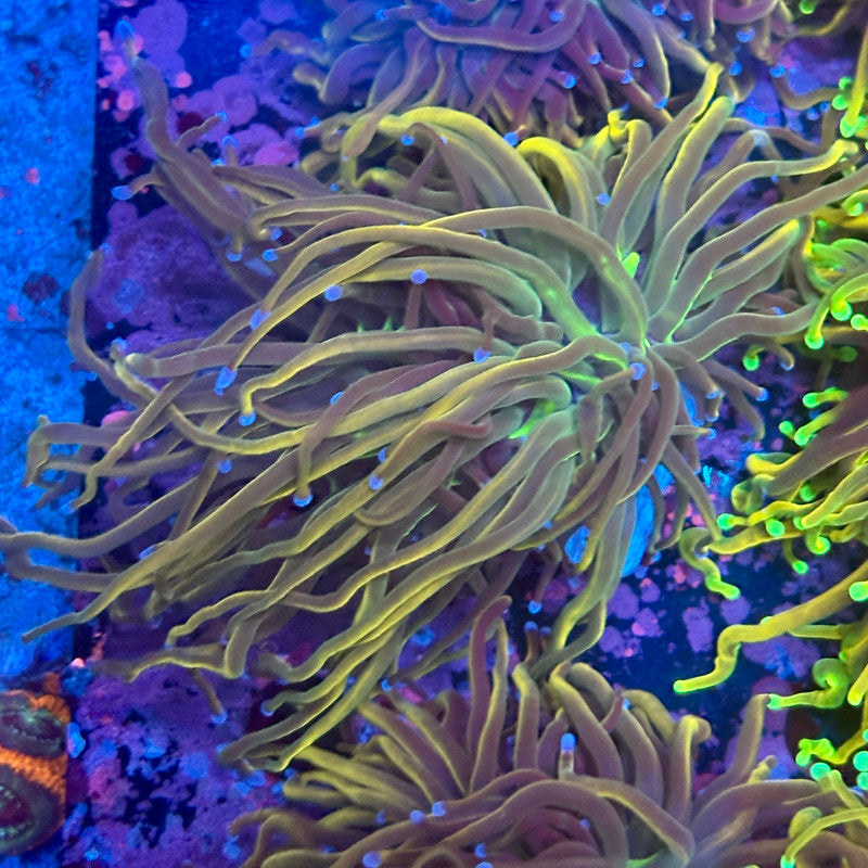 Q3-03-M10 || 2 Heads Dragon Tamer Torch WYSIWYG