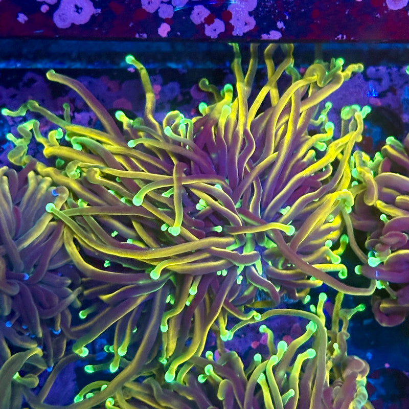 Q3-08-M10 || 2 Heads Dragon Fire Torch WYSIWYG