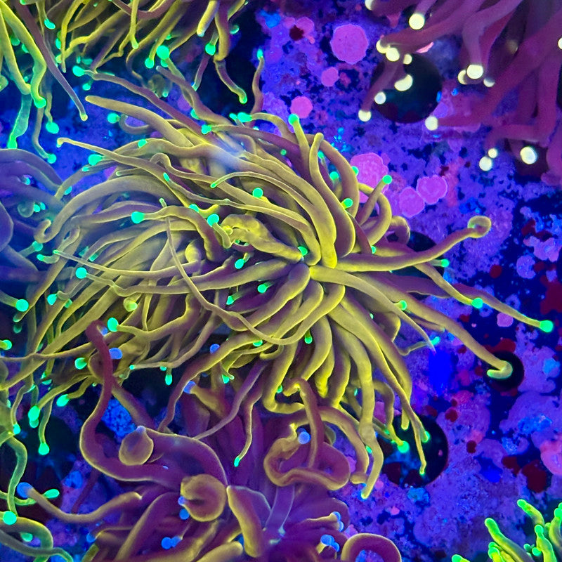 Q3-10-M10 || 2 Head Ultra Jester Torch WYSIWYG