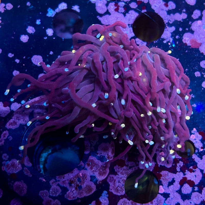 Q4-01-M10 || 1 Heads Midnight Torch WYSIWYG