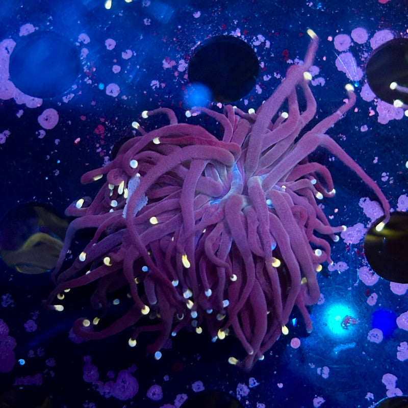 Q4-03-M10 || 1 Heads Midnight Torch WYSIWYG