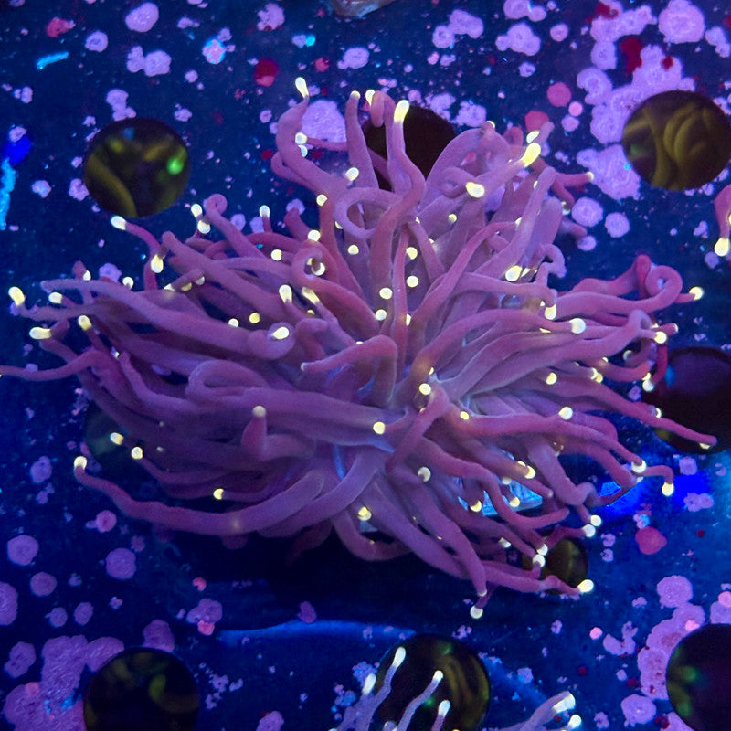 Q4-06-M10 || 1 Head Midnight Torch WYSIWYG