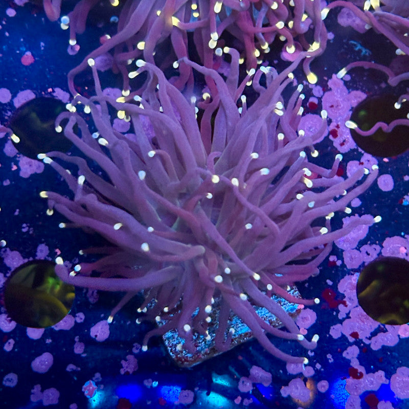 Q4-07-M10 || 1 Head Midnight Torch WYSIWYG