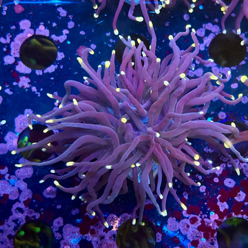 Q4-09-M10 || 1 Head Midnight Torch WYSIWYG