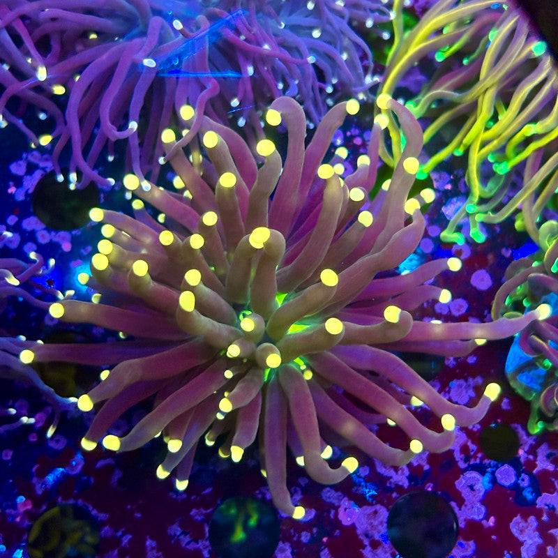 Q4-13-M10 || 1 Head Joker Torch