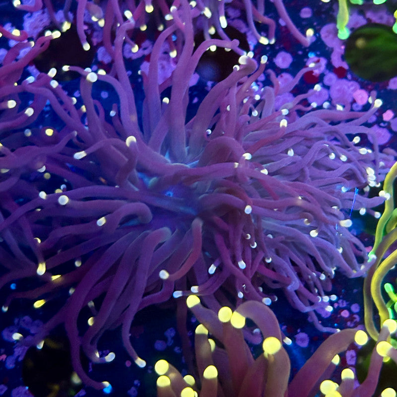 Q4-14-M10 || 2 Heads Midnight Torch WYSIWYG