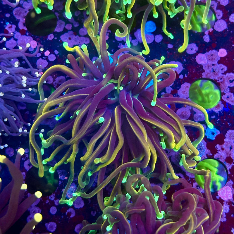 Q4-18-M10 || Single Head Dragon Fire Torch WYSIWYG