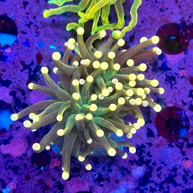 C3-02-M10 || 1 Head Malaysian Pink Tip WYSIWYG