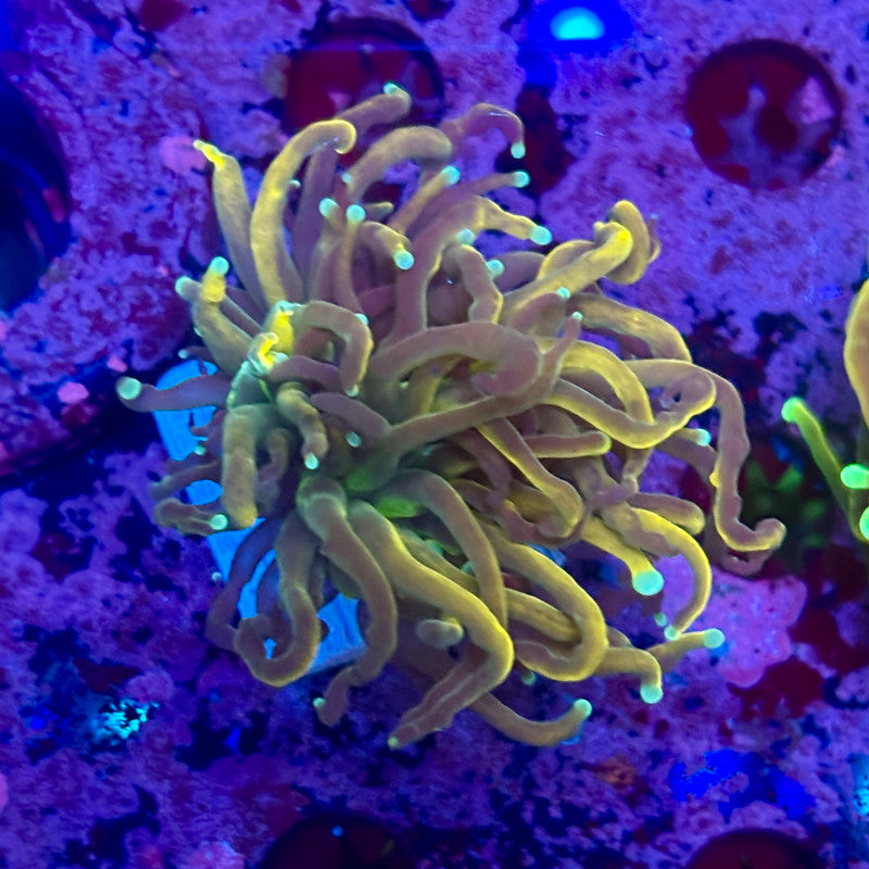 C3-04-M10 || 1 Head Holly Guacamole Torch WYSIWYG