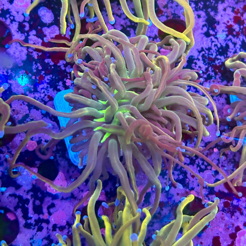 C3-14-M10 || 1 Head Dragon Tamer Torch WYSIWYG