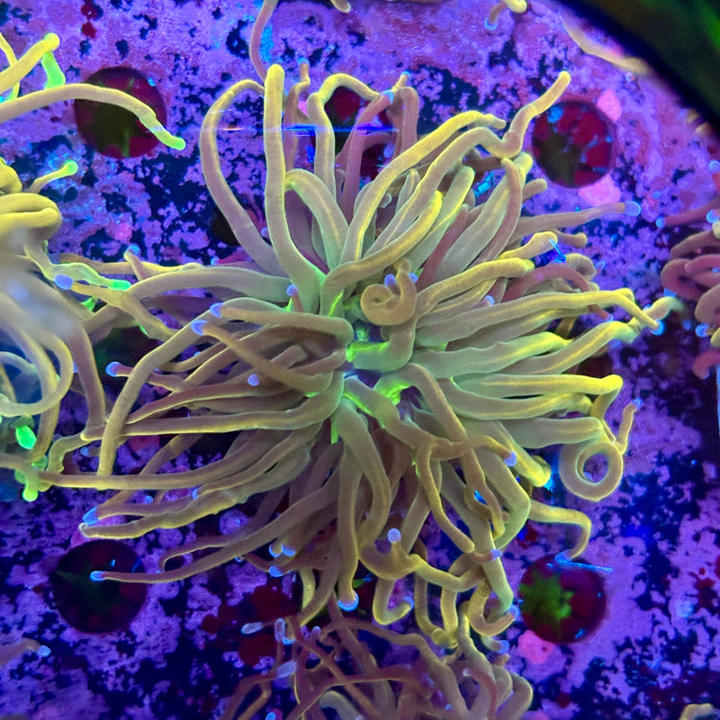 C3-15-M10 || 1 Head Dragon Tamer Torch WYSIWYG