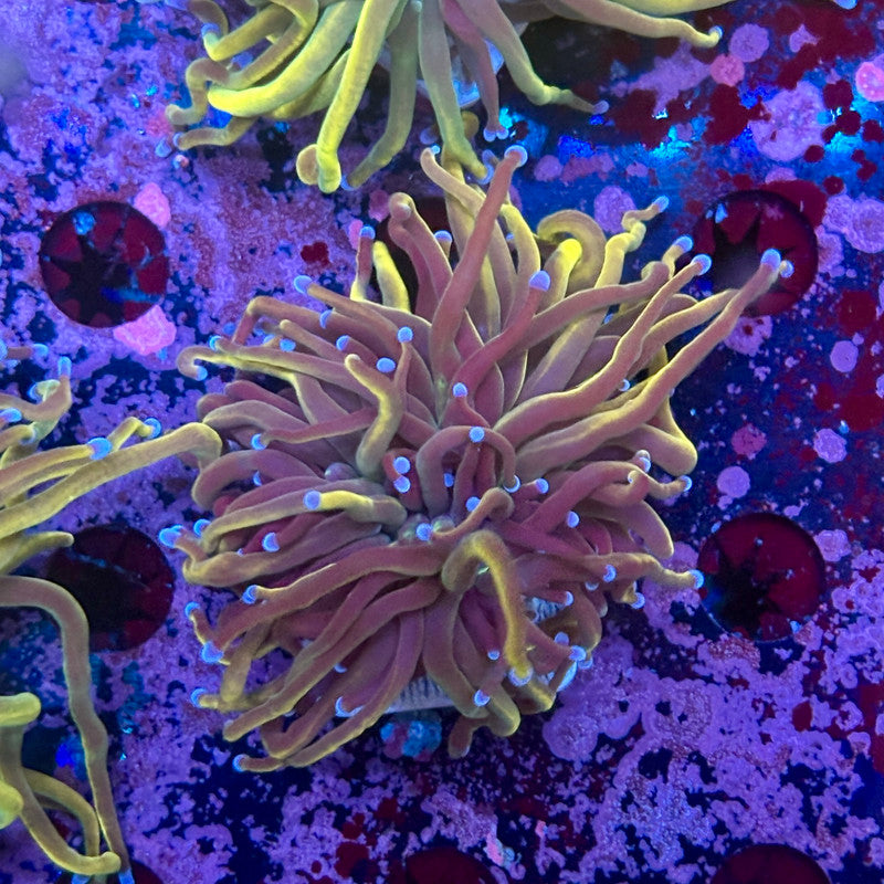 C3-19-M10 || 1 Head Dragon Tamer Torch WYSIWYG