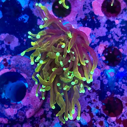 M5-01-M10 || Single Head Dragon Soul Torch WYSIWYG