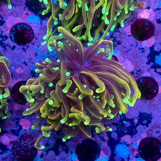 M5-07-M10 || Single Head Dragon Fire Torch WYSIWYG