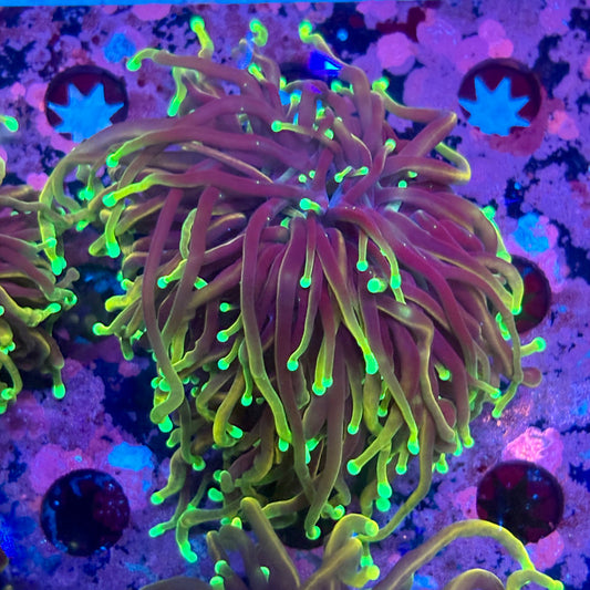 M5-08-M10 || Single Head Dragon Soul Torch WYSIWYG