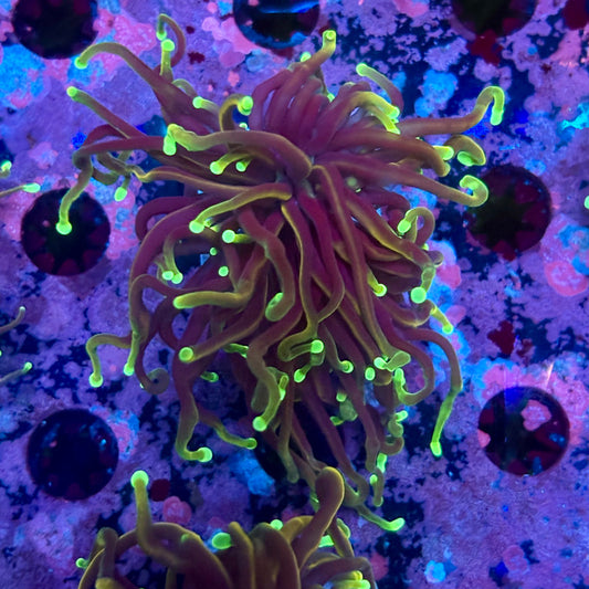 M5-10-M10 || Single Head Dragon Soul Torch WYSIWYG