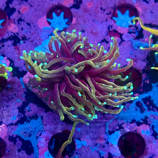 M5-12-M10 || Single Head Dragon Soul Torch WYSIWYG