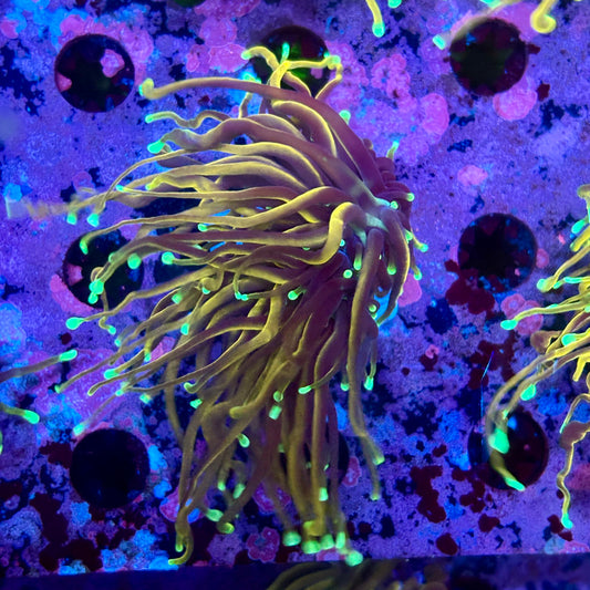 M5-13-M10 || Single Head Jester Torch WYSIWYG