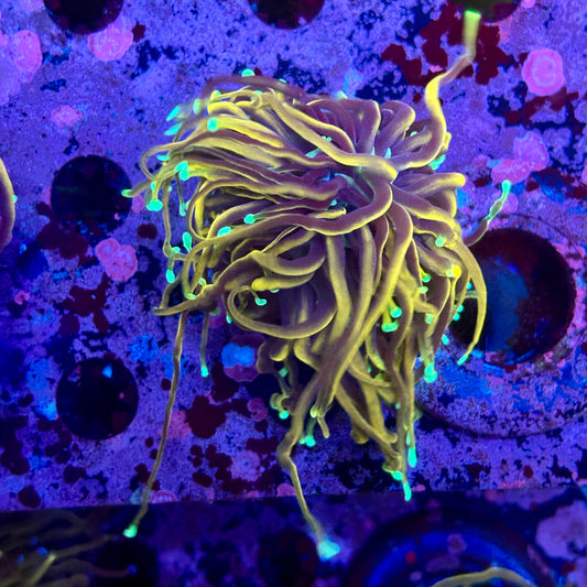 M5-17-M10 || Single Head Jester Torch WYSIWYG