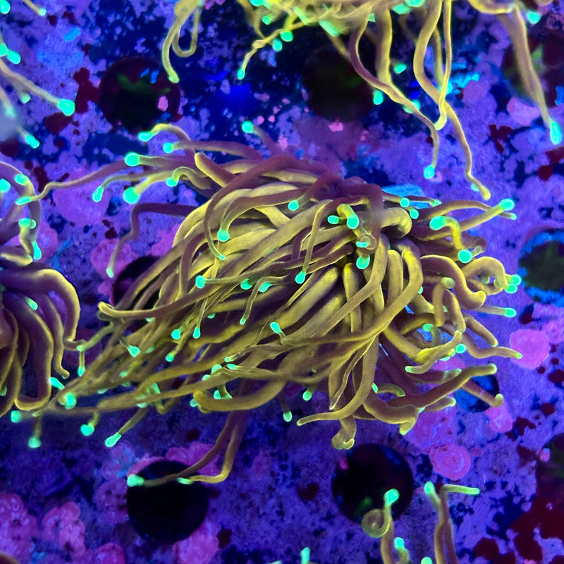 M5-18-M10 || Single Head Jester Torch WYSIWYG