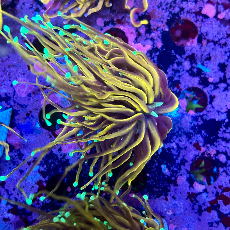 M5-19-M10 || Single Head Jester Torch WYSIWYG