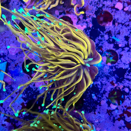 M5-19-M10 || Single Head Jester Torch WYSIWYG