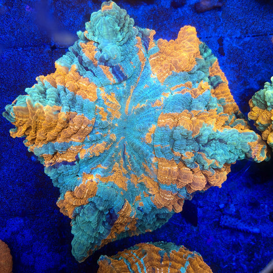 B14-02-M11 || Rainbow Acanthophyllia