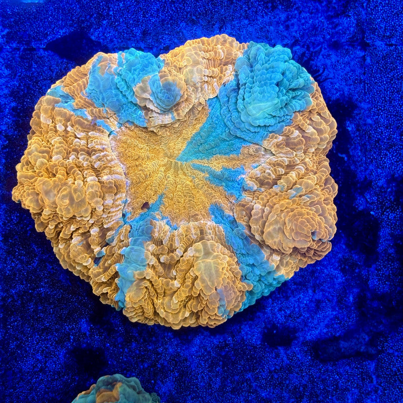 B14-03-M11 || Rainbow Acanthophyllia