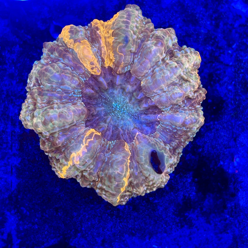 B14-04-M11 || Ultra Acanthophyllia