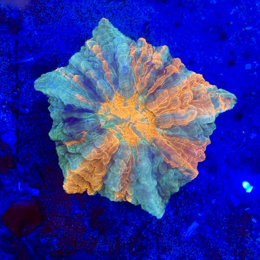 B14-05-M11 || Rainbow Acanthophyllia