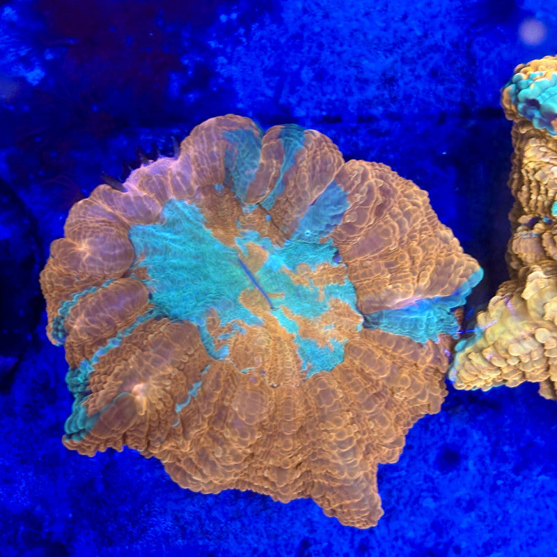 B14-06-M11 || Rainbow Acanthophyllia