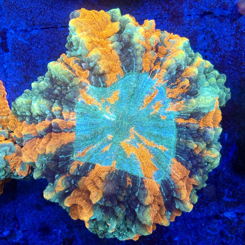 B14-08-M11 || Rainbow Acanthophyllia