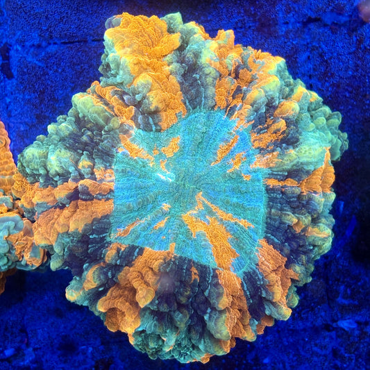 B14-08-M11 || Rainbow Acanthophyllia